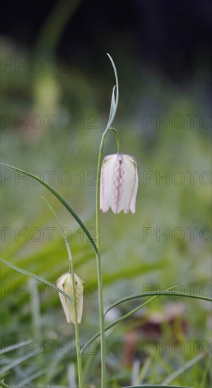 Charming chequerboard flower, spring, Germany, Europe