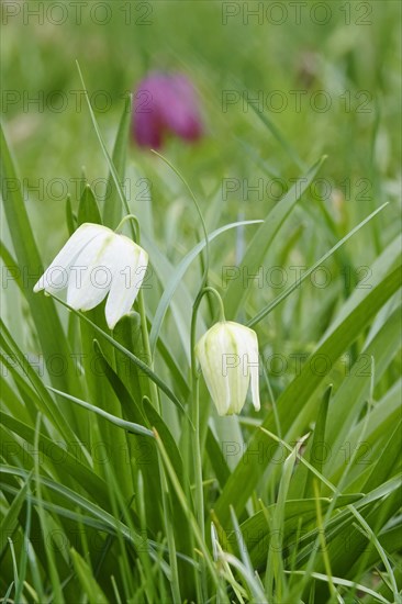 Charming chequerboard flower, spring, Germany, Europe