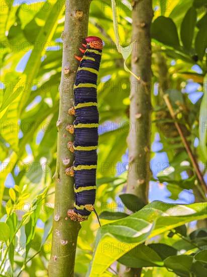 Jardin Botaniqu de Deshaies, botanical garden with flora and fauna in Guadeloupe, Caribbean, French Antilles