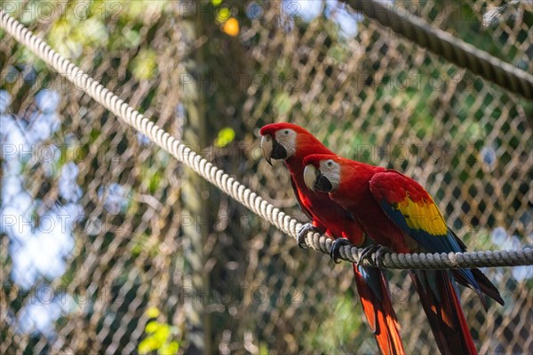 Portrait of a parrot. Beautiful shot of the animals in the forest on Guadeloupe, Caribbean, French Antilles