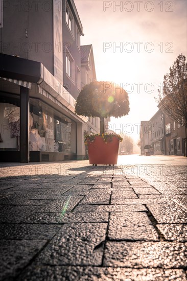 Potted plant on an empty city street in the morning sun, sunrise, Nagold, Black Forest, Germany, Europe