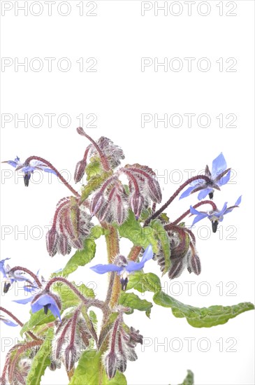 Borage on a white background