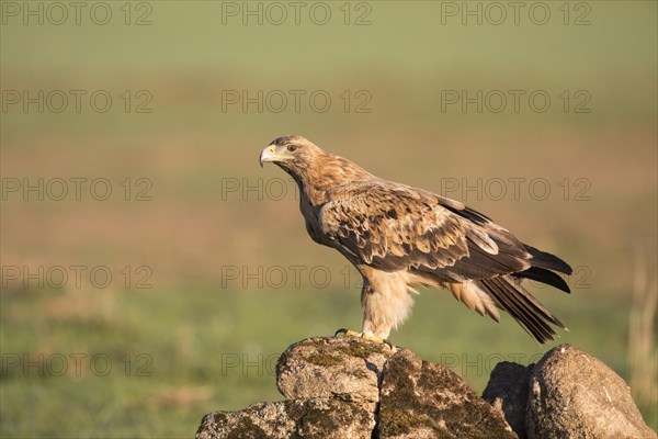 Juvenile Iberian Eagle, Spanish Imperial Eagle (Aquila adalberti), Extremadura, Castilla La Mancha, Spain, Europe