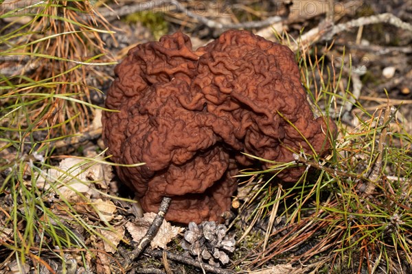 Spring Lorikeet maroon brain-like fruiting body in needle litter