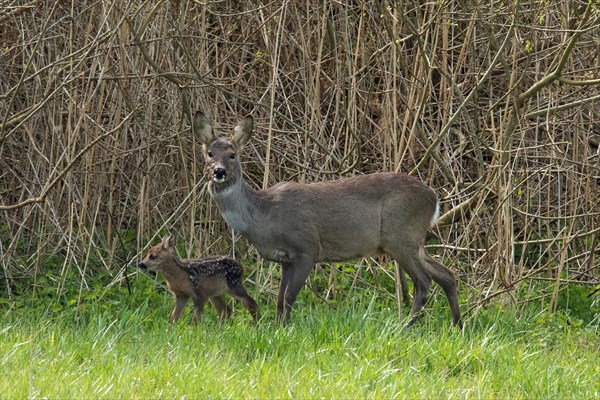 Deer female with young in green grass in front of reed bed standing next to each other looking left