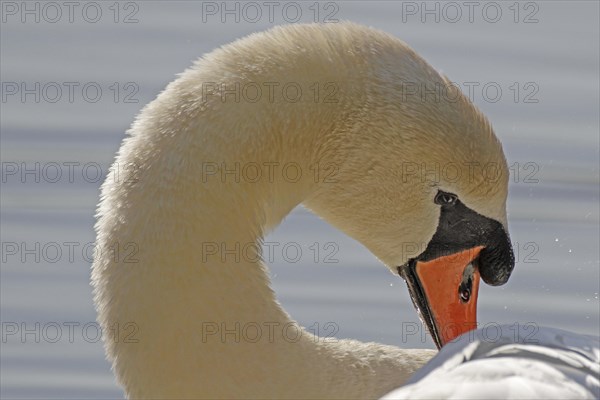 Mute swan (Cygnus olor), swan, water
