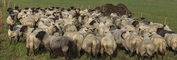 Black-headed domestic sheep (Ovis gmelini aries) waiting in the pen in front of the new pasture, Mecklenburg-Vorpommern, Germany, Europe