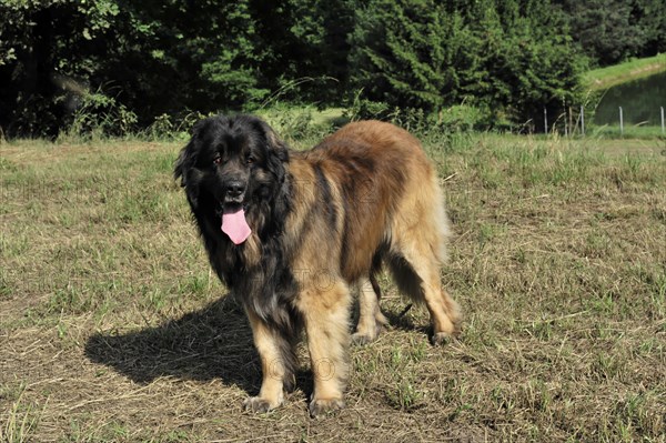 Leonberger Hund, A relaxed dog walks on a dry field, surrounded by trees, Leonberger Hund, Schwaebisch Gmuend, Baden-Wuerttemberg, Germany, Europe
