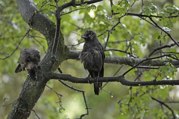 Western jackdaw (Corvus monedula)