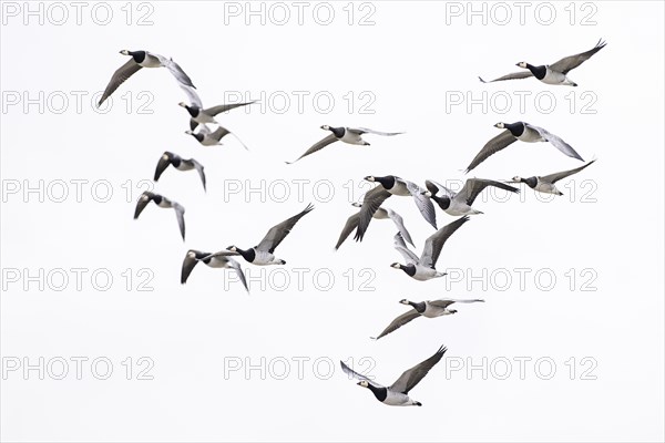 Barnacle goose (Branta leucopsis), small flock in flight, Laanemaa, Estonia, Europe