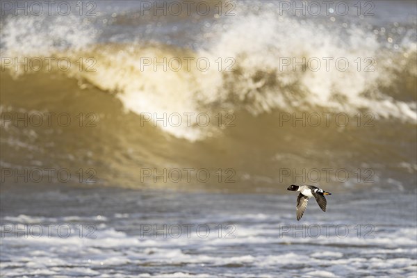 Common goldeneye (Bucephala clangula), adult female in flight in front of a turbulent lake, Laanemaa, Estonia, Europe