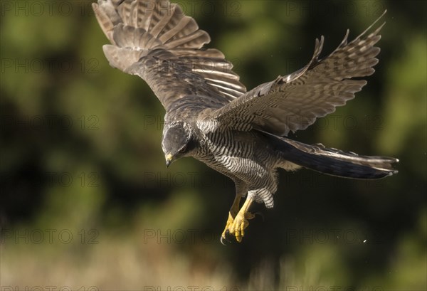 Northern goshawk (Accipiter gentilis), Extremadura, Castilla La Mancha, Spain, Europe