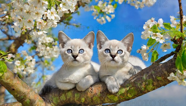 KI generated, animal, animals, mammal, mammals, cat, felidae (Felis catus), two kittens resting in a fruit tree, tree blossom, spring, summer