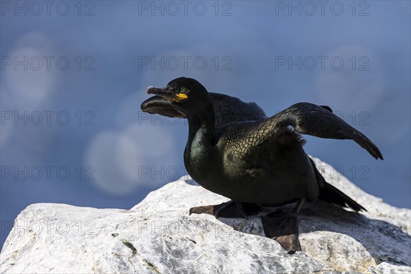 Common shag (Phalacrocorax aristotelis) shortly in front of departure, Hornoya Island, Vardo, Varanger, Finnmark, Norway, Europe