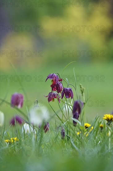 Charming chequerboard flower, spring, Germany, Europe