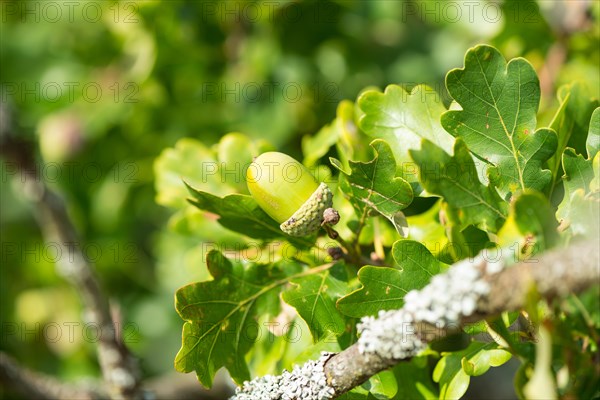 Green acorn, unripe fruit of the English oak (Quercus pedunculata) or summer oak or english oak (Quercus robur) hanging on a branch surrounded by oak leaves, Niederhaverbeck, hike to Wilseder Berg, nature reserve, Lueneburg Heath nature park Park, Lower Saxony, Germany, Europe