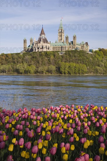 Bed of pink and yellow Tulipa, Tulips plus Chateau Laurier and Canadian Parliament buildings across the Ottawa river in spring, Ottawa, Ontario, Canada, North America