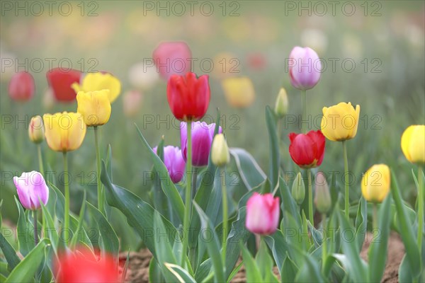 Varied tulip field with a mix of red, yellow and purple flowers