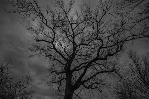 Dramatic, ghostly, oak tree (Quercus) silhouetted against the rainy sky Mecklenburg-Vorpommern, Germany, Europe
