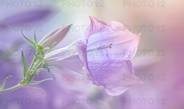 Close-up of a bellflower in soft light, closeup view, selective focus, spring background AI generated