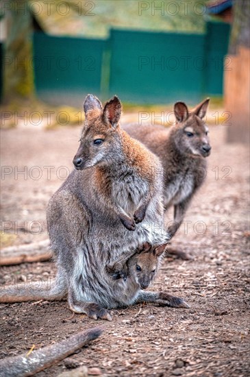 Red-necked wallaby (Macropus rufogriseus) with its offspring in the pouch, Eisenberg, Thuringia, Germany, Europe
