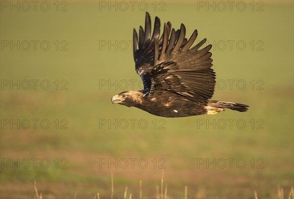 Iberian Eagle, Spanish Imperial Eagle (Aquila adalberti), Extremadura, Castilla La Mancha, Spain, Europe