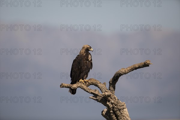 Iberian Eagle, Spanish Imperial Eagle (Aquila adalberti), Extremadura, Castilla La Mancha, Spain, Europe