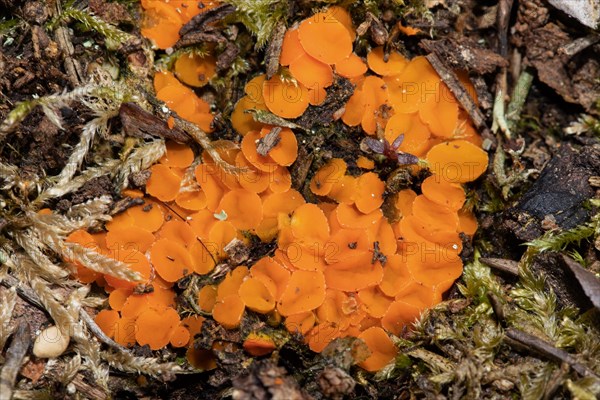 Spindle-spurred cup fungus many orange bowl-shaped fruiting bodies next to each other