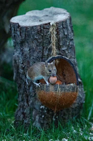 Wood mouse with nut in mouth in food bowl sitting in front of tree trunk looking from the front