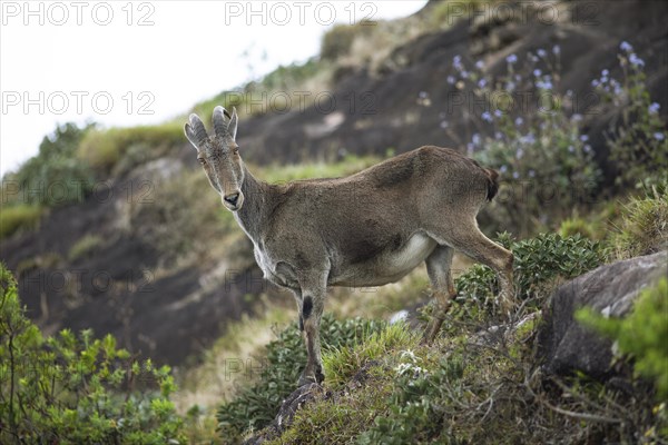 Nilgiri tahr (Nilgiritragus hylocrius, until 2005 Hemitragus hylocrius) or endemic goat species in Eravikulam National Park, Kannan Devan Hills, Munnar, Kerala, India, Asia