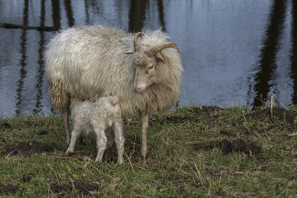 Moorschnucken lamb (Ovis aries) suckling with its mother in the pasture by a pond, Mecklenburg-Vorpommern, Germany, Europe