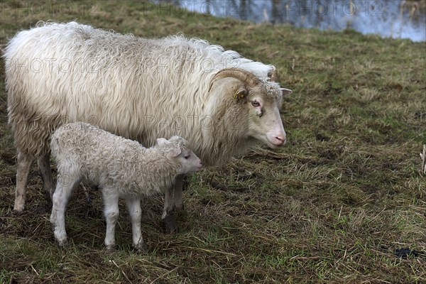 Horned moorland sheep (Ovis aries) with their lamb on the pasture, Mecklenburg-Western Pomerania, Germany, Europe