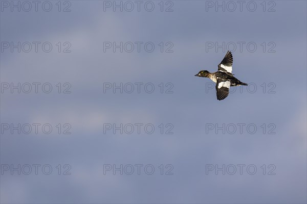 Common goldeneye (Bucephala clangula), female in flight, Laanemaa, Estonia, Europe