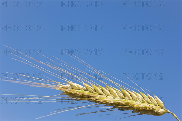 Rye ears, rye, grain, East Frisia, Germany, Europe