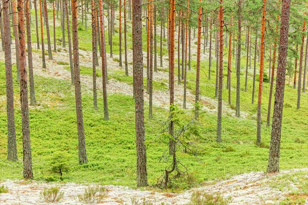 Pine tree trunks in a woodland with green moss and lichens on the forest floor