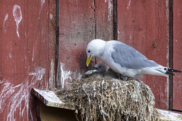 Kittiwake (Rissa tridactyla) feeding chicks on nest on house facade, Vardo, Varanger, Finnmark, Norway, Europe