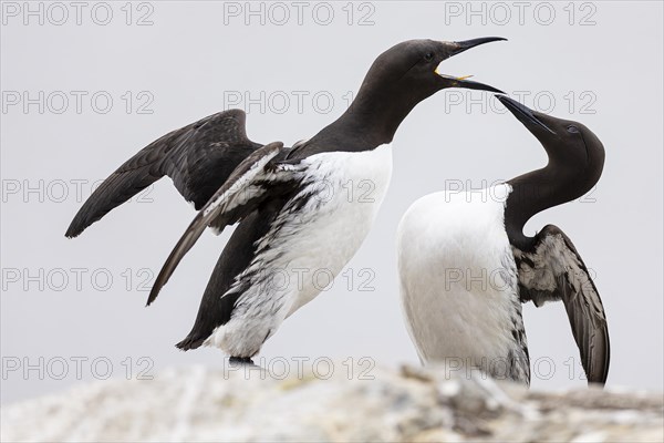 Common guillemot (Uria aalge), two adult birds fighting on rock, Hornoya Island, Vardo, Varanger, Finnmark, Norway, Europe