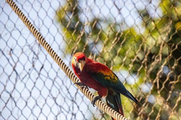 Portrait of a parrot. Beautiful shot of the animals in the forest on Guadeloupe, Caribbean, French Antilles