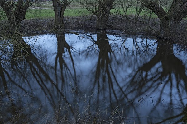 Dramatic, ghostly, willows (Salix), reflected in a water-filled shall, Mecklenburg-Vorpommern, Germany, Europe