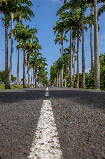 The famous palm avenue l'Allee Dumanoir. Landscape shot from the centre of the street into the avenue. Taken on a changeable day on Grand Terre, Guadeloupe, Caribbean, North America