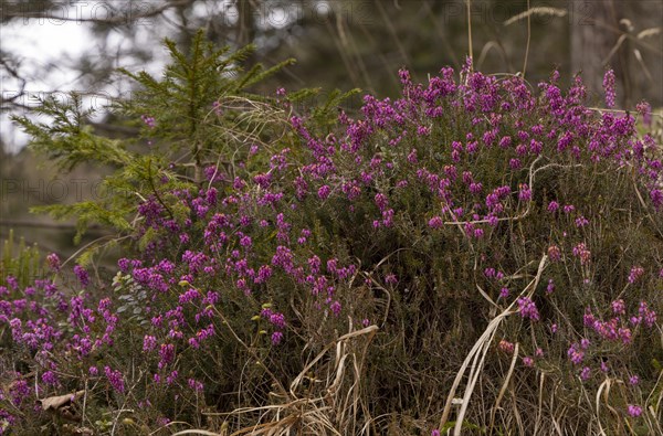 The common heather (Calluna vulgaris), heather in spring