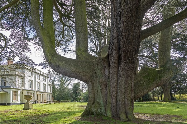 Large tree in the garden of the youth hostel, Tiddington, Stratford upon Avon, England, Great Britain