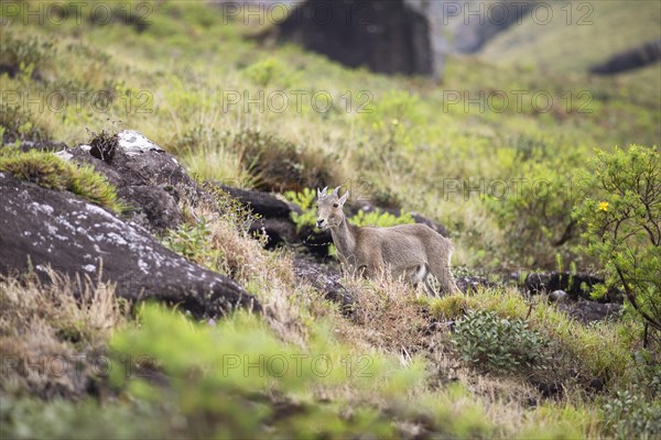 Nilgiri tahr (Nilgiritragus hylocrius, until 2005 Hemitragus hylocrius) or endemic goat species in Eravikulam National Park, juvenile, Kannan Devan Hills, Munnar, Kerala, India, Asia