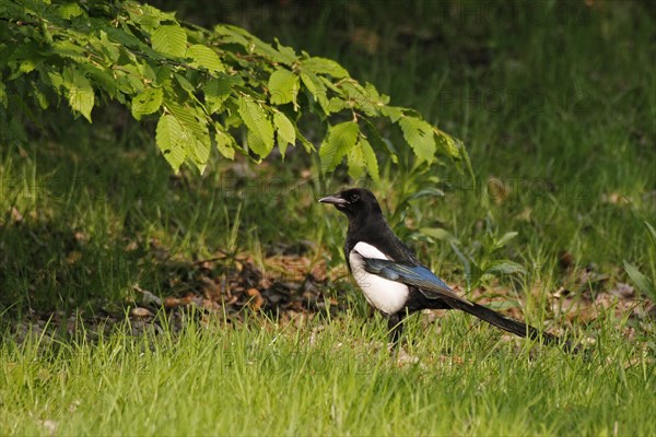 European magpie (Pica Pica)