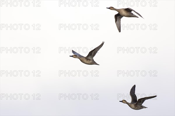 Pintail (Anas acuta), female in flight, Laanemaa, Estonia, Europe