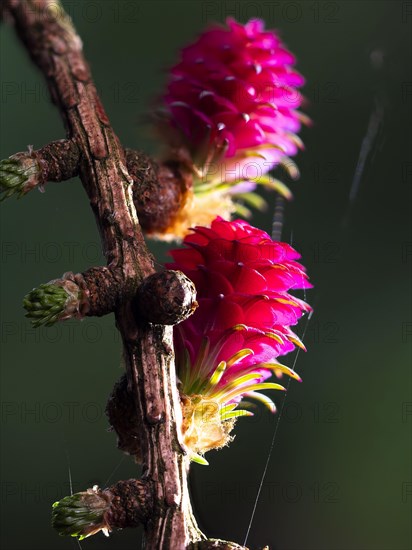 Larch (Larix decidua), female flowers on a larch branch, North Rhine-Westphalia, Germany, Europe