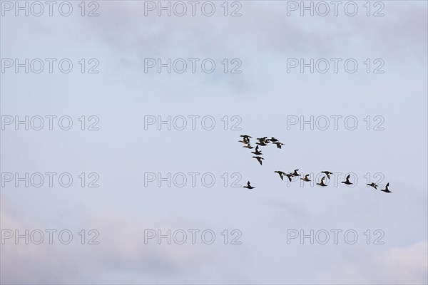 Velvet scoter (Melanitta fusca), small flock in flight, Laanemaa, Estonia, Europe