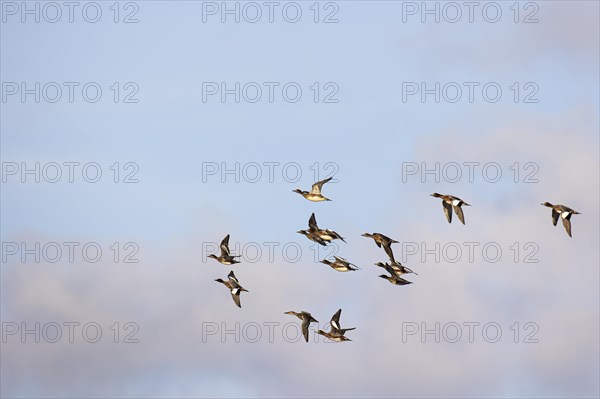 Eurasian wigeon (Anas penelope) and northern shoveler (Anas clypeata), small flock in flight, Laanemaa, Estonia, Europe