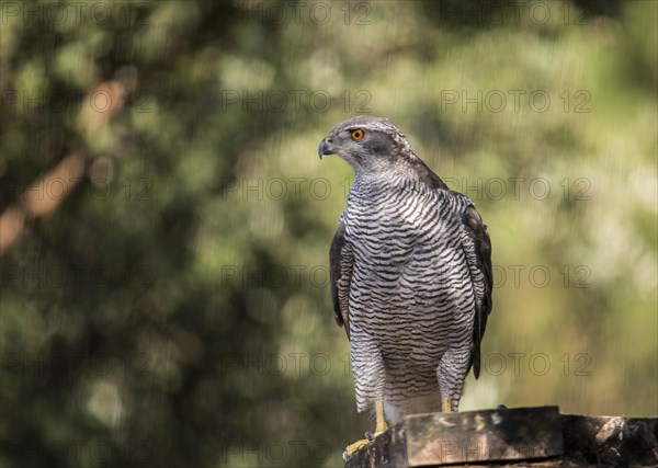 Northern goshawk (Accipiter gentilis), Extremadura, Castilla La Mancha, Spain, Europe