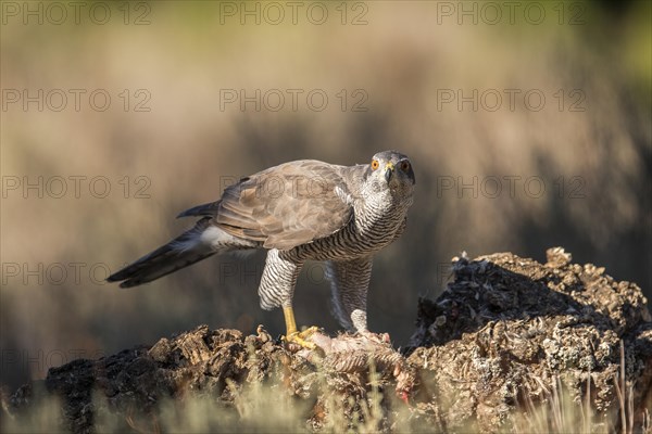 Northern goshawk (Accipiter gentilis), Extremadura, Castilla La Mancha, Spain, Europe